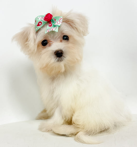 Daisy- Female Maltese