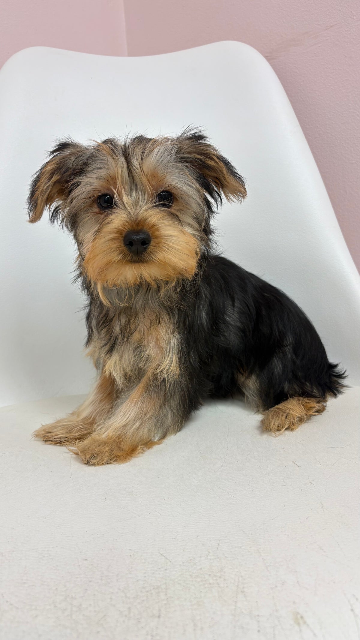Bentley- Male Yorkie