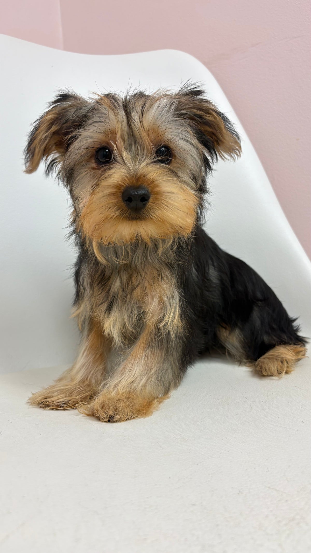 Bentley- Male Yorkie