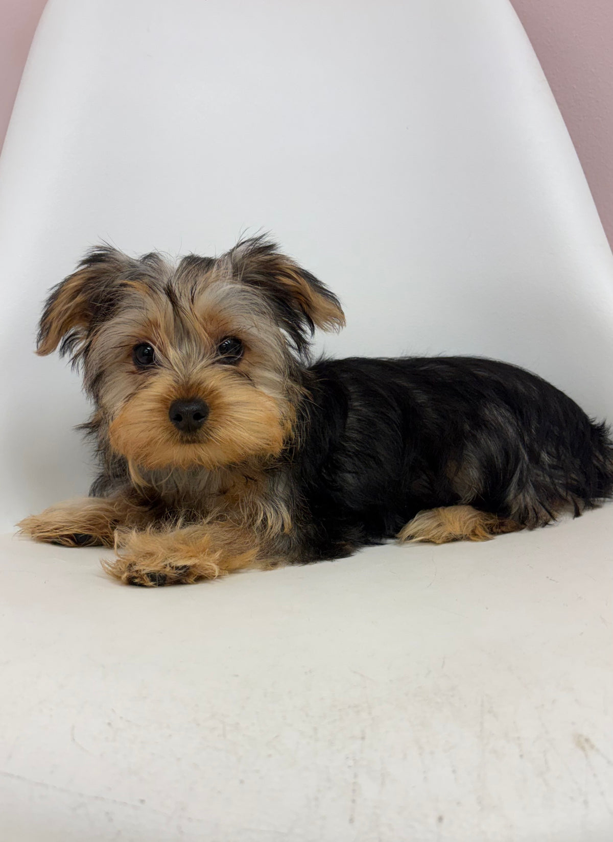Bentley- Male Yorkie