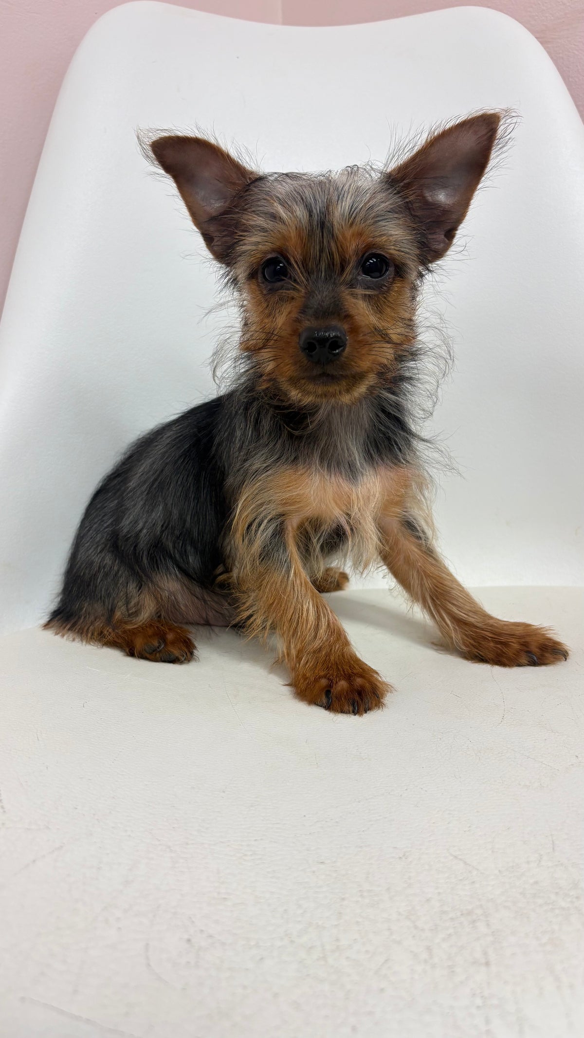 Alfie- Male Yorkie