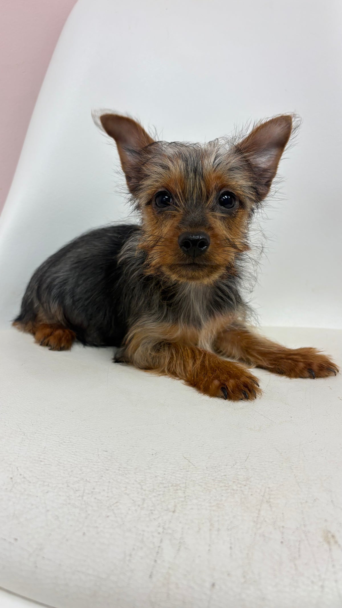 Alfie- Male Yorkie