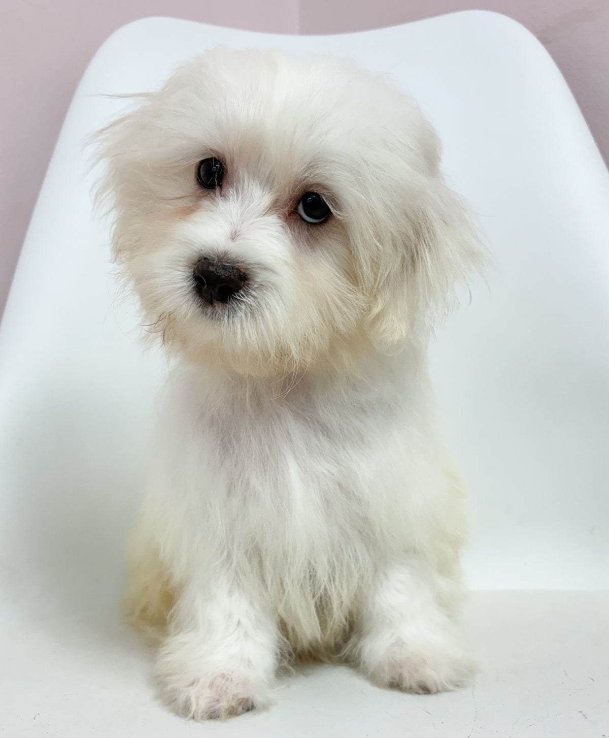 Oliver- Male Maltese