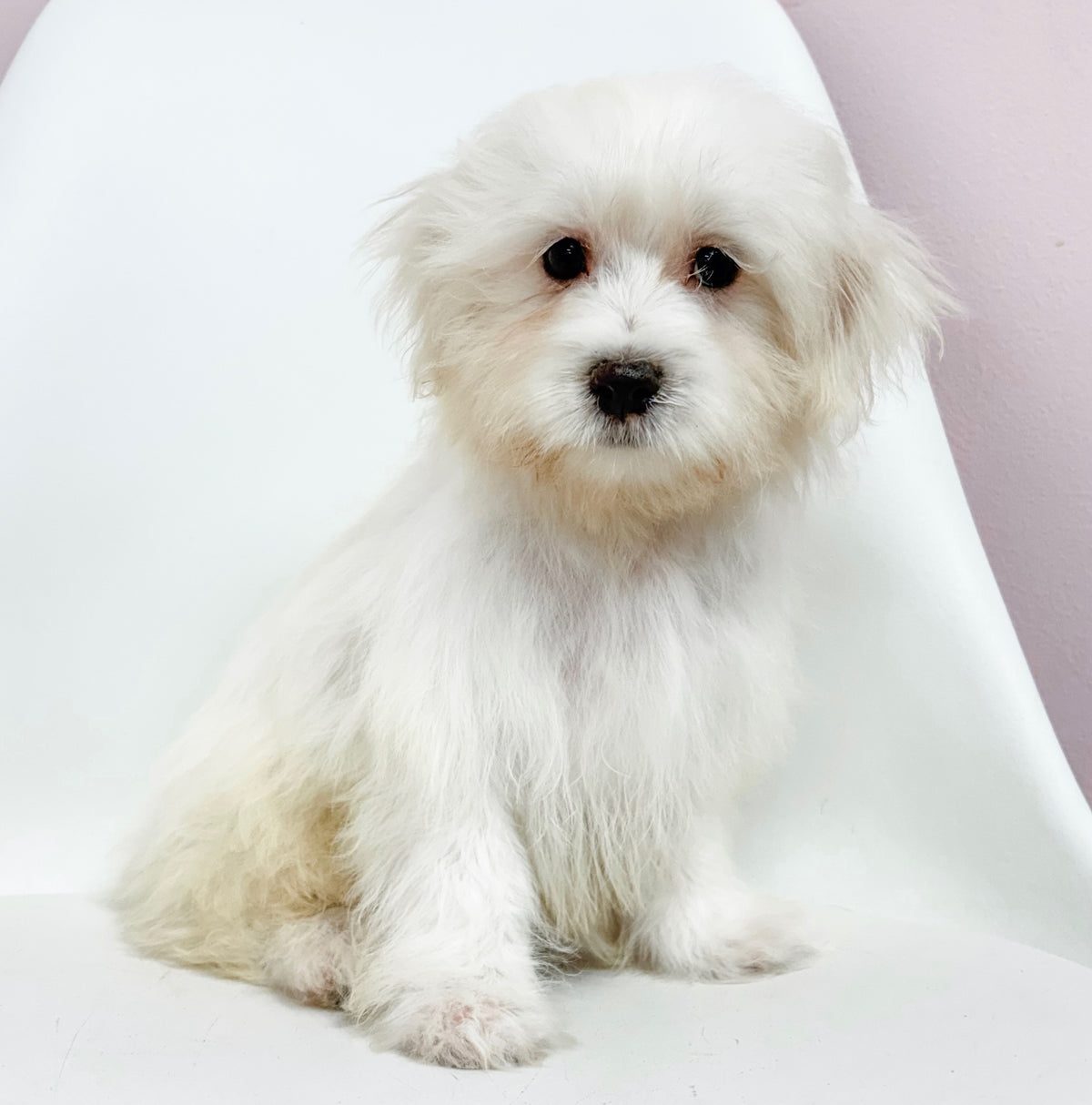 Oliver- Male Maltese