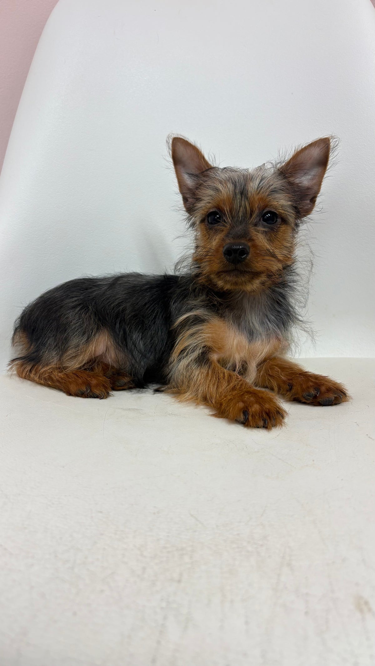 Alfie- Male Yorkie