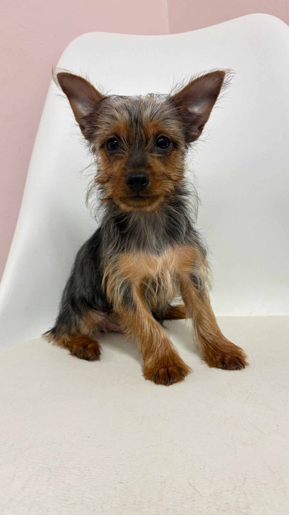 Alfie- Male Yorkie