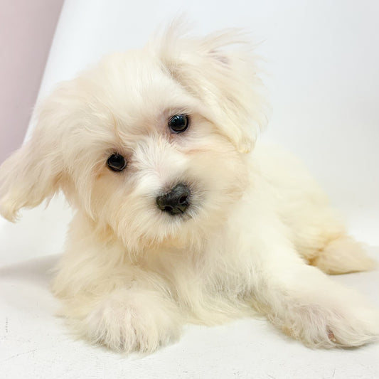 Louie- Male Maltese